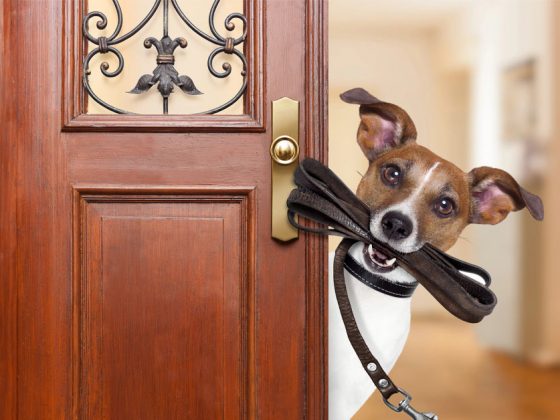 Ein hund im Haus
